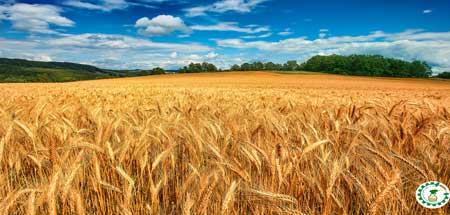 کارایی سمپاش مجهز به نازل های میکرونر در کنترل شیمیایی سن گندم