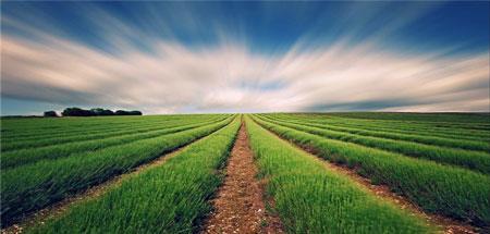 رونمايی از سامانه خودکار توصیه‌ های هواشناسی کشاورزی شالیکاری