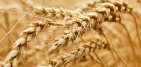 تصویب لایحه افزایش قیمت گندم توسط نمایندگان مجلس۹/۱۱/۱۴۰۰.قیمت خرید تضمینی گندم برای سال ۱۴۰۱به مبلغ ۹۵۰۰تومان افزایش یافت.