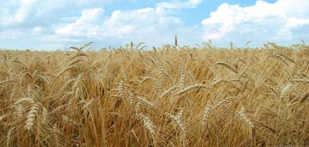 خبر خوش مجلس از قیمت گندم و پرداخت معوقات گندمکاران