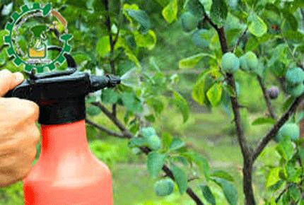 بهترین زمان سمپاشی درختان